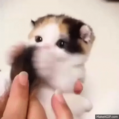 Gif animado
